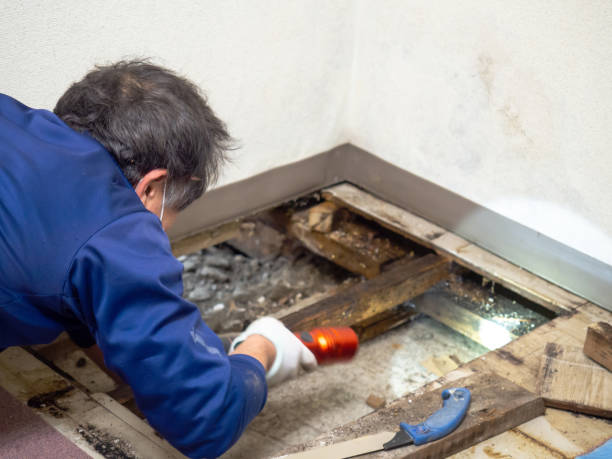 Why You Should Choose Our Mold Remediation Services in Island City, OR